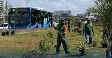 Canteiro central do BRT de Salvador recebe mudas de árvores frutíferas